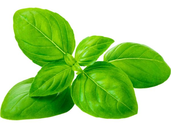 Basil Leaves