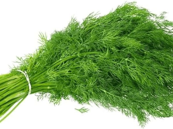 Fresh Dill