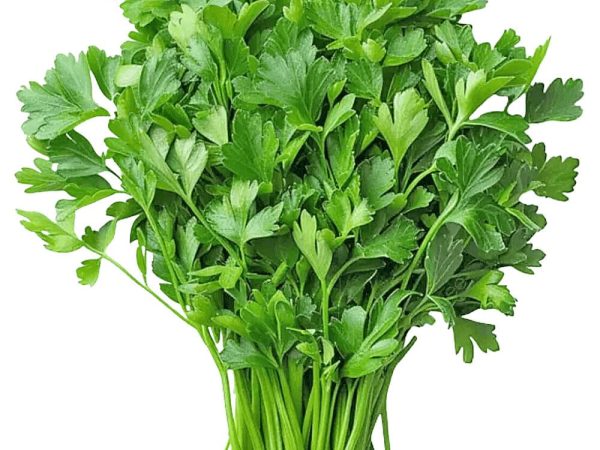 Coriander