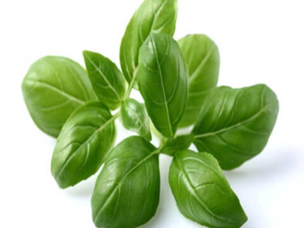 Basil