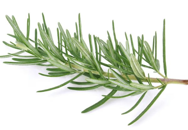 Rosemary